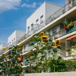 Oleanderweg in Halle Neustadt, Halle (Saale), Sonnenblumen vor Platte